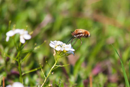 A bee fly with a large sucker is on a flower and sucks nectar.の写真素材
