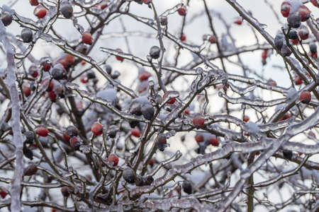 Shrub of a wild rose on which are the fruits of rosehips. The branches are covered with ice and snow.の写真素材