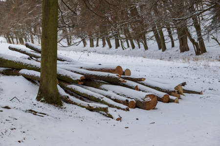 Tree trunks on a pile lie in a forest in the snow. There is a snowy landscape in the area.