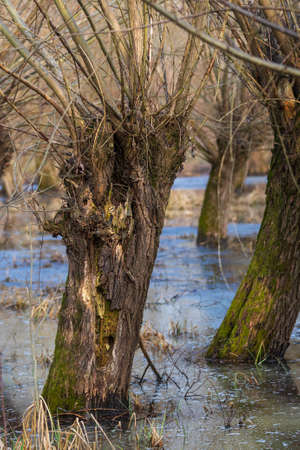 Old willow trees. Trunks and branches are visible, reflected in the water.