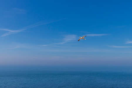 Wild bird in the wild Morus bassanus - Northern Gannet on the island of Helgoland on the North Sea in Germany. The background is a nice bokehの写真素材