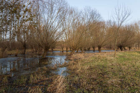 Willow grove - Salix caprea - ornamental willows grow in the floodplain forest and are reflected in the water.の写真素材