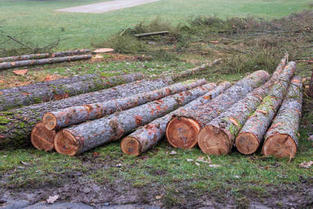 Tree trunks with bark are stacked in a meadow.の写真素材