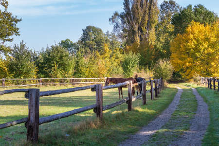 Forest path around the corral for horses. There are two horses in the paddock.の写真素材
