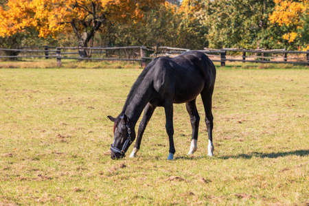 A black horse grazes in a meadow in a corral.の写真素材
