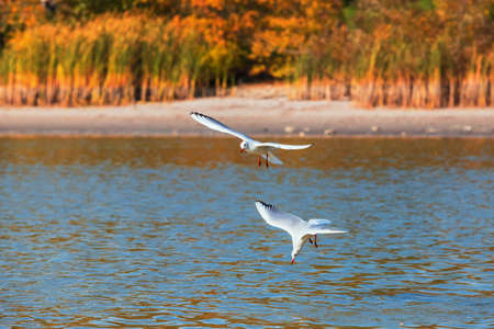 Two seagulls fly over the surface of the pond. A seagull fluttering its wings.の写真素材