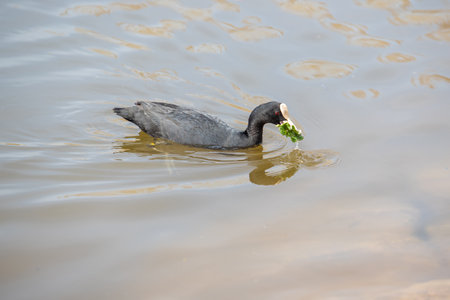 Black Coot - Fulica atra - swims on water. Her image is reflected in the water.の写真素材