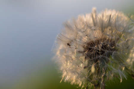 Dandelion - Taraxacum officinale its blooming flower. A spider climbs on the fluff.の写真素材