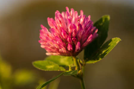 Trifolium pratense - Red Meadow Clover on a Stem. The background is green.の写真素材