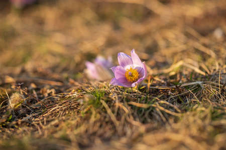 Spring flowers Pulsatilla Grandis on a meadow. Purple flowers on a meadow with a beautiful bokeh and setting the sun in backlight.の写真素材
