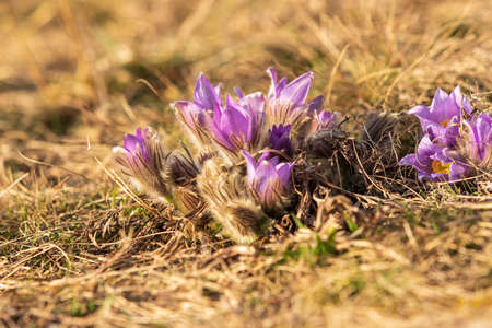 Spring flowers Pulsatilla Grandis on a meadow. Purple flowers on a meadow with a beautiful bokeh and...