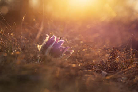 Spring flowers Pulsatilla Grandis on a meadow. Purple flowers on a meadow with a beautiful bokeh and setting the sun in backlight.の写真素材