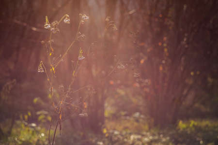 Meadow flower in autumn light with nice bokeh.の写真素材