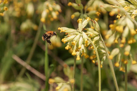 Beautiful colorful spring flower blooming in the meadow.の写真素材