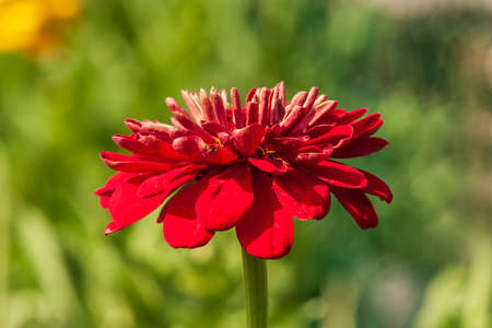 Beautiful colorful spring flower blooming in the meadow.の写真素材