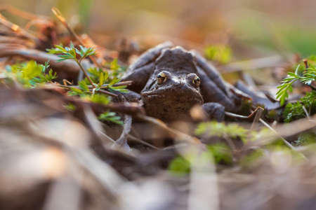 Beautiful frog Common Frog - Rana arvalis sitting in a leaf. The frog has distinctive eyes.の写真素材