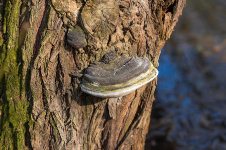 Close-up of a wood-destroying fungus growing on a tree.