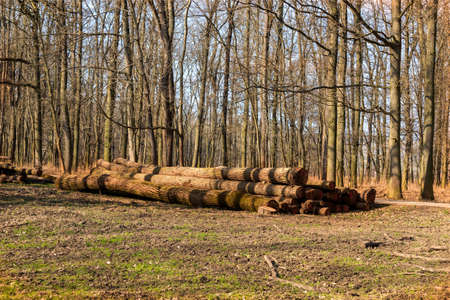 Large tree trunks lie by the forest road. There is a blue sky between the trees.