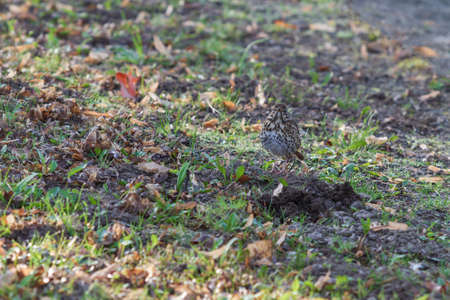 Female Blackbird - Turdus merula standing in a meadow. The female is speckled.の写真素材