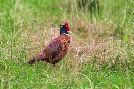 Big brightly colored pheasant bird - Phasianus colchicus in the forest in the grass.