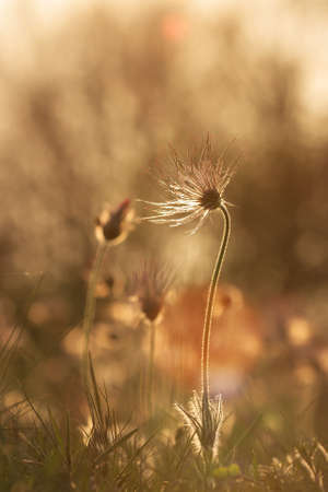 Spring colorful flower in the meadow Large-flowered Passerine - Pulsatilla grandis. The photo has a...