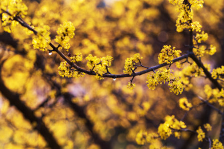 Beautiful yellow flowers on a twig of frangipani.