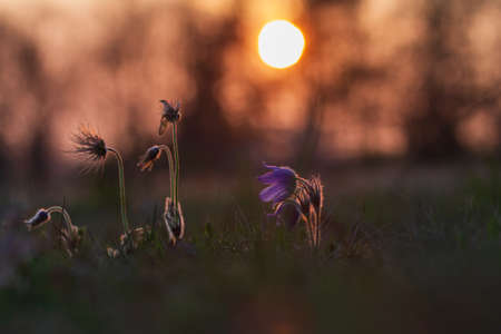Spring colorful flower in the meadow Large-flowered Passerine - Pulsatilla grandis. The photo has a...