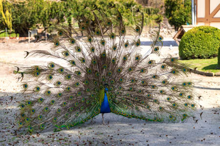 Beautiful colorful peacock bird. Head portrait. The peacock's tail is out behind him.の素材 [FY310167578408]