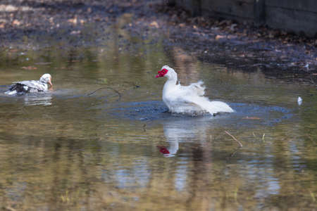 The big white duck bird is in the water and waving its wings. The duck has a red head.