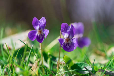 Spring purple flower. Violet - Viola odorata grows on a green field in the grass.の写真素材
