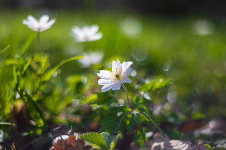 White spring flower with a yellow center on a spring meadow. In the background is a beautiful bokeh...
