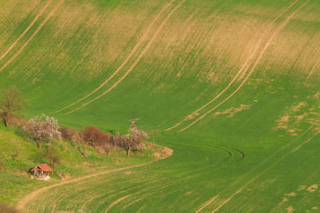 Hilly landscape with flowering trees. Grain begins to grow in the rolling fields.