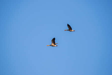 Two big geese flying in a row in the blue sky without clouds.
