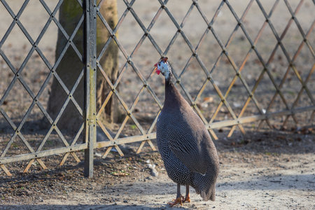A spotted turkey stands on a sandy path and has a metal fence in front of him.の写真素材