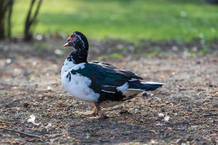 Black and white duck with a red beak in the meadow.の写真素材