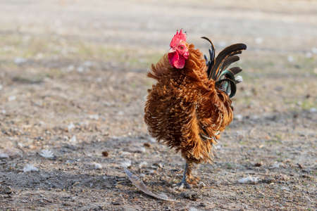 Small ornamental rooster with a red comb.の写真素材