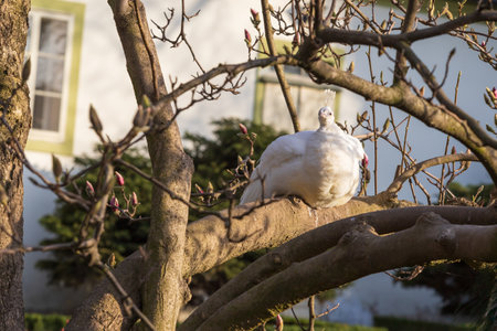 White peacock sitting on a magnolia treeの写真素材