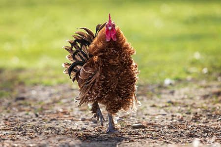Small ornamental rooster with a red comb.の写真素材