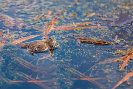 Beautiful colored frog Common toad - Bombina bombina lies on the surface of the pond.の写真素材
