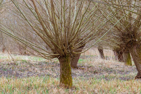 Willow grove on a forest swamp. Floodplain forest with a willow grove.の写真素材