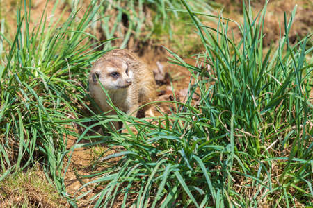 Small wild meerkat animal in a natural enclosure.の写真素材