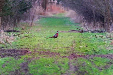 A colorful partridge bird stands on a forest path. There are trees around.の写真素材