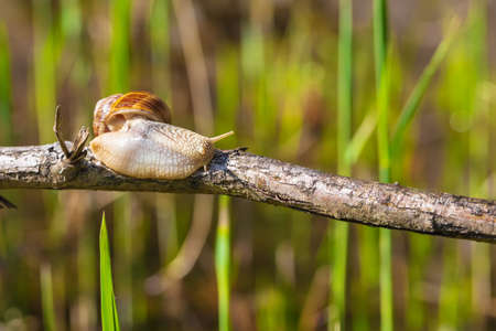 Garden snail - Helix pomatia climbs a branch. The photo has a nice bokeh.