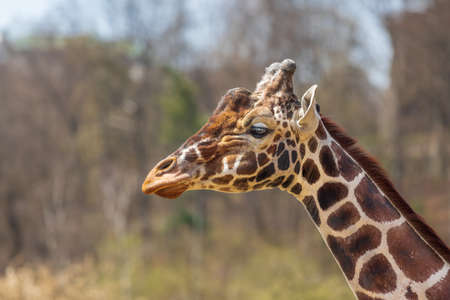 Giraffe head and neck. In the background are trees.の写真素材