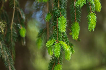 Sprouts of green twigs of a coniferous tree