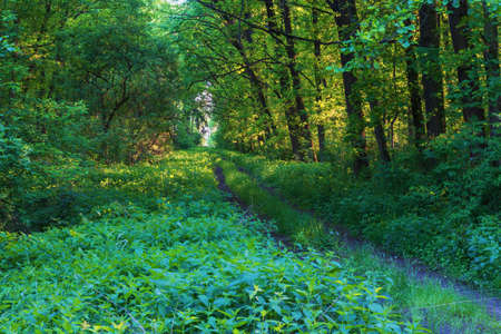 The forest path between the green trees is illuminated by the sun.