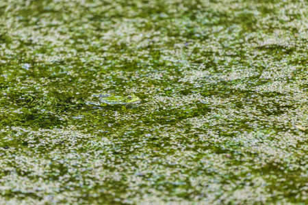 A green toad frog lies on the surface of a pond. Around the frog are green flakes of grass.
