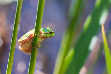Hyla arborea - Green tree frog on a stalk. The background is green. The photo has a nice bokeh.の写真素材