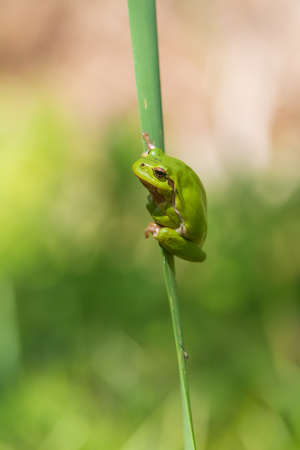 Hyla arborea - Green tree frog on a stalk. The background is green. The photo has a nice bokeh.の写真素材