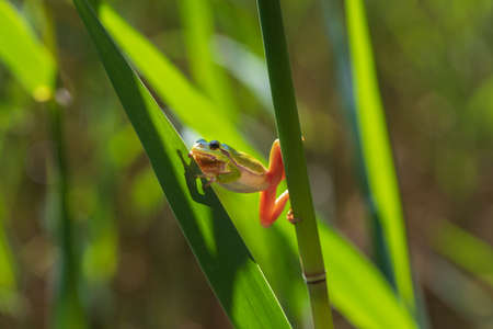 Hyla arborea - Green tree frog on a stalk. The background is green. The photo has a nice bokeh.